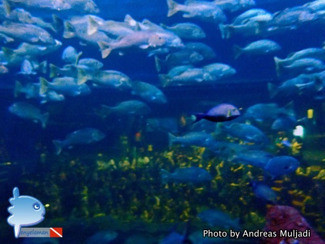 Fish Schooling