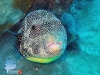 Map Pufferfish