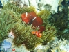 Clownfish