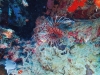 Lion Fish, Watch Out!
