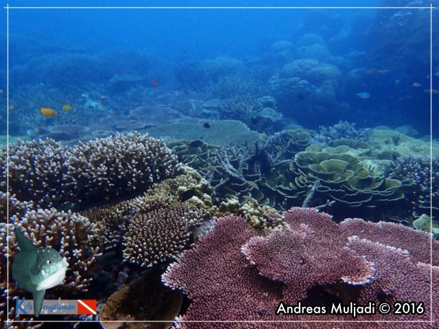 Belitung Coral Reef