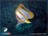 Chelmon Butterflyfish