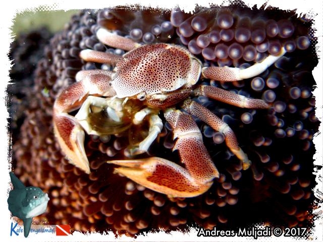 Spiny Porcelain Crab