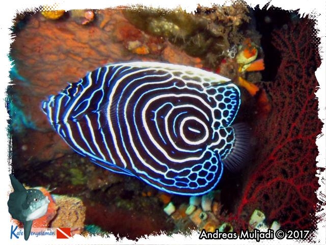 Emperator Angelfish