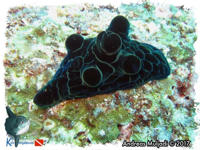 Black Velutin Snail