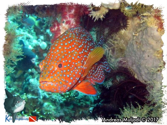 Coral Hind