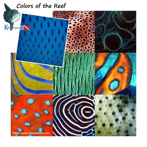 Colors of The Reef