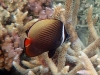 Collare Butterflyfish