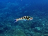 Sixbar Wrasse