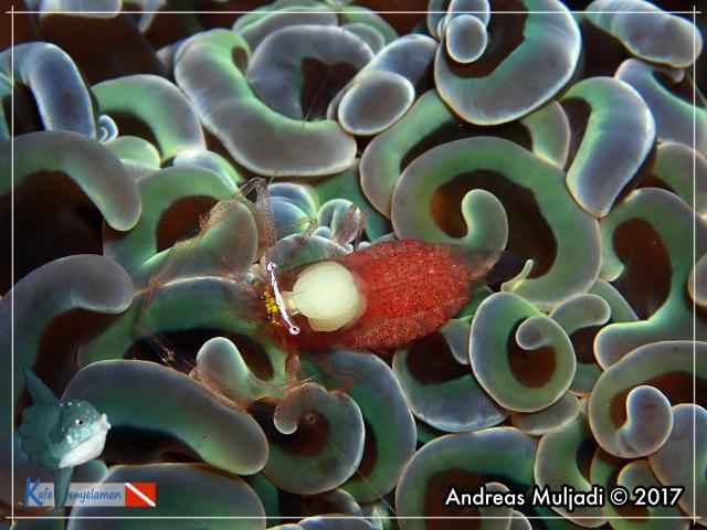 Anchor Coral Shrimp