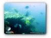 Damselfish & Yellowtail Fusilier