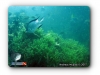 Whitebelly Damselfish on Grape Seaweed