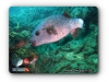 Ikan Buntal - Pufferfish