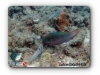 Parrotfish