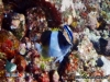 Butterfly Fish with Cleaner Wrasse