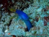 Ribbon Moray eel