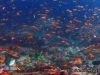 Shark and Thousand of fish