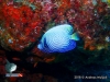 Juvenile of Angelfish