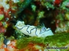 Black-lined Nudibranch