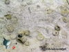 Sand Dollars