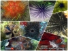 Sea Urchin or Bulu Babi