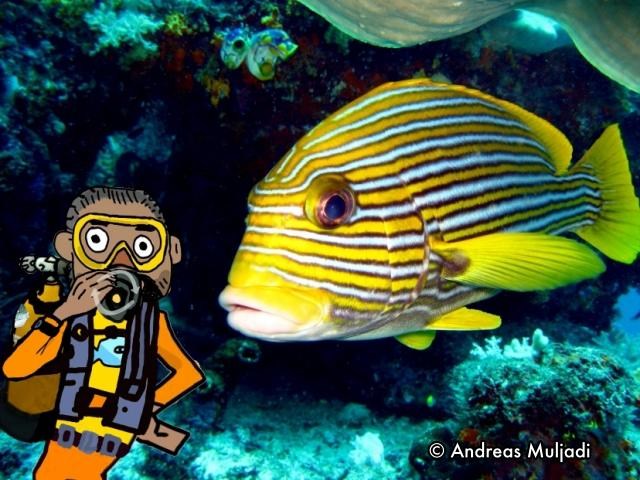 Isyarat Tangan - Ikan Bibir Tebal/ Gerot-gerot (Sweetlips)