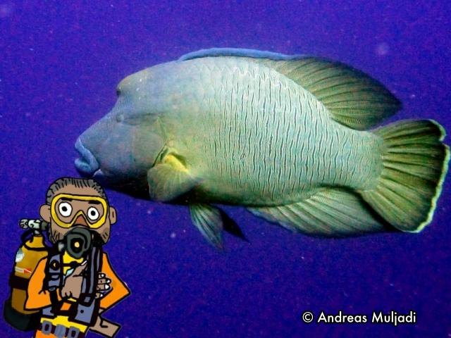 Isyarat Tangan - Ikan Napoelon/ Maming (Napoleon Wrasse)