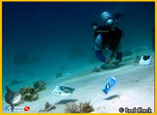 Ecodiver Course Seribu island