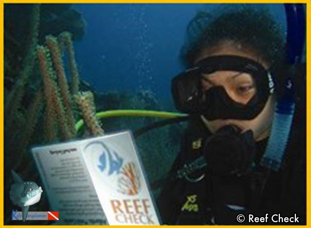 Ecodiver Course Seribu island