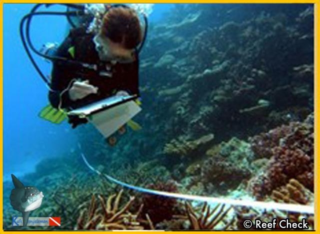 Ecodiver Course Seribu island