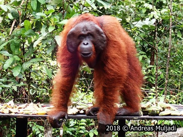 Male Orangutan