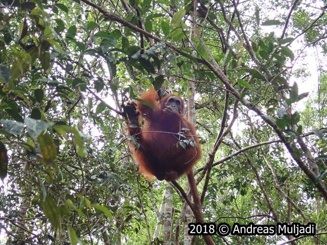 Orangutan