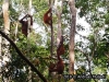 Orangutan