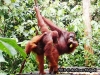 Orangutan