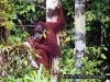 Orangutan