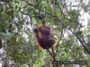 Orangutan