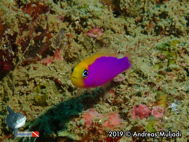 Pictichromis caitlinae