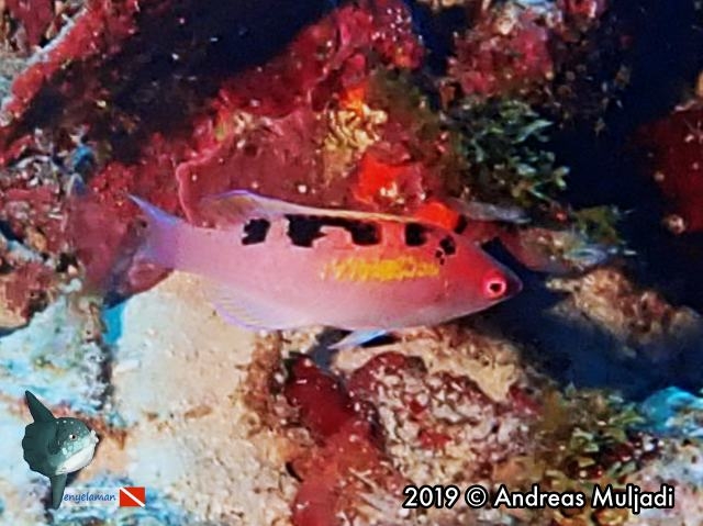 Cirrhilabrus cenderawasih