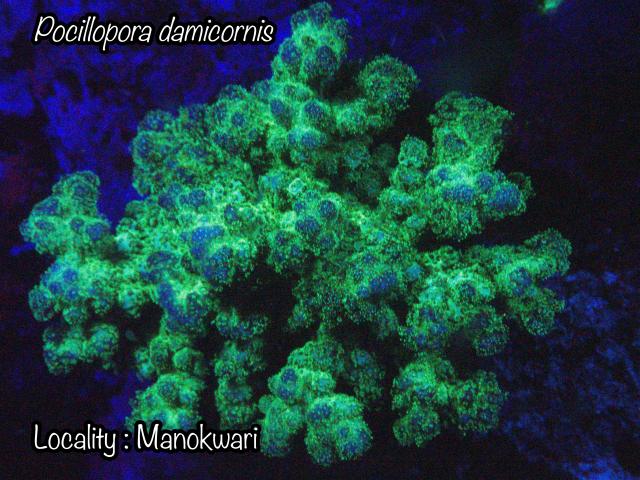Cauliflower Coral