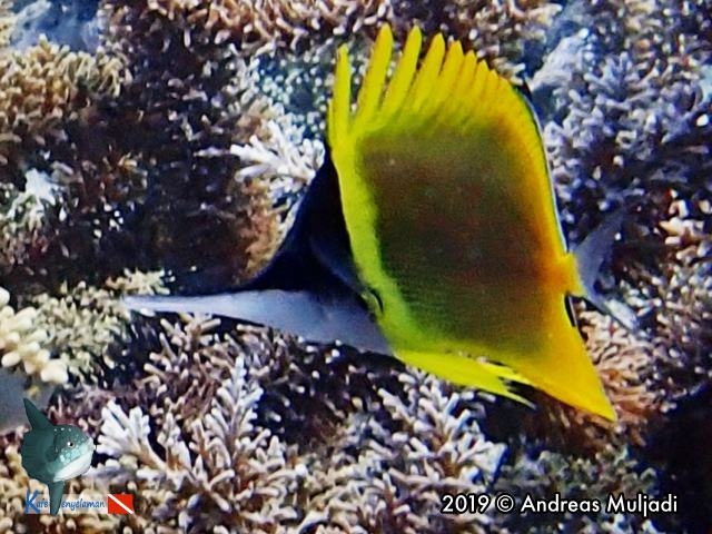 Cenderawasih Long-nose Butterflyfish