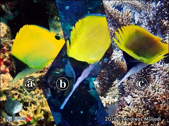 Type of Forcepsfish or Long-nose Butterflyfish