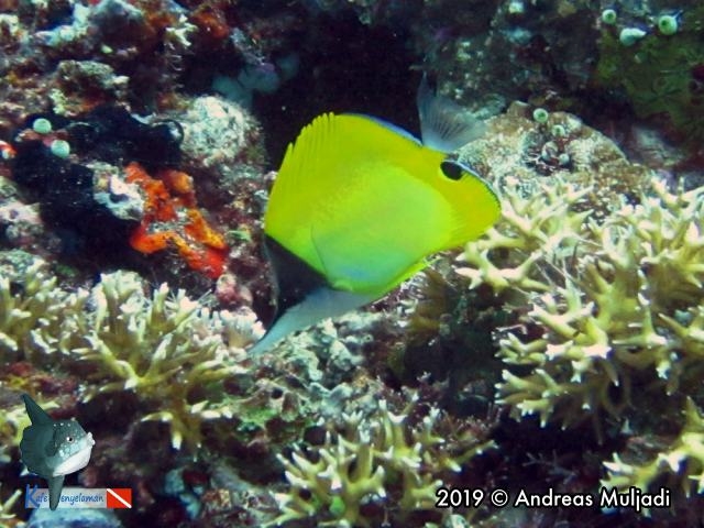 Forcepsfish - Ikan kepe-kepe monyong
