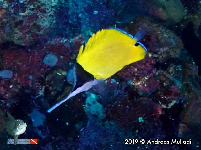Long-nose Butterflyfish - ikan kepe-kepe monyong panjang