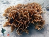 Hard Coral