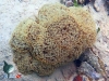 Bubble Hard Coral