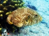 Pufferfish