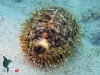 Tiger Cowrie