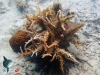 Branching Hard Coral