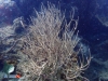 Bamboo Soft Coral