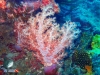 Soft Coral